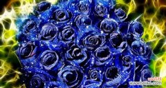 揭秘蓝色妖姬图片背后的花语之谜 蓝色妖姬的花语与美丽传说