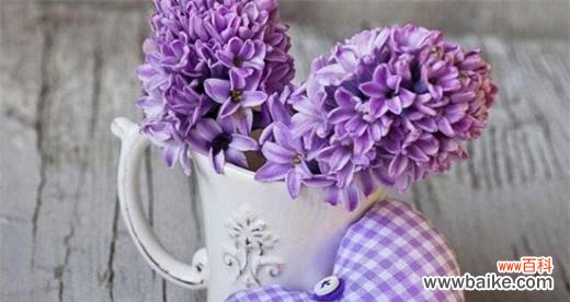 紫红色风信子传递着温暖的祝福 紫红色风信子的花语——祝福和热情