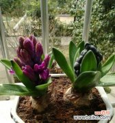 紫红色风信子传递着温暖的祝福 紫红色风信子的花语——祝福和热情