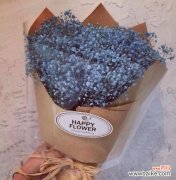 以满天星花语为纽带 紫红色满天星花语——盛放爱的美丽