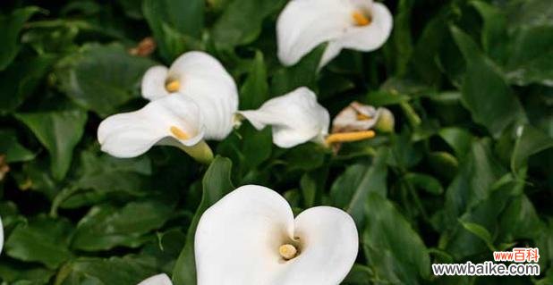马蹄莲花语和寓意的深入解读 马蹄莲
