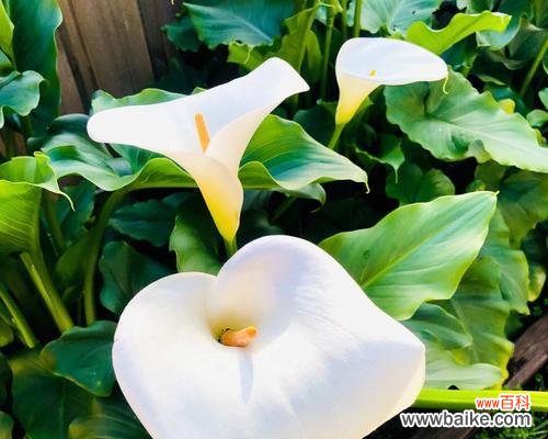 马蹄莲花传递的美丽祝福与期望 马蹄莲花语与美好愿景