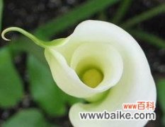 马蹄莲花传递的美丽祝福与期望 马蹄莲花语与美好愿景