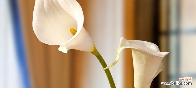 探寻马蹄莲花语的深层涵义 马蹄莲花语的美好寓意