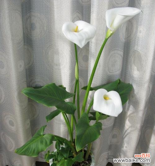 赏析马蹄莲花的美丽与含义 马蹄莲花之美——传递深情与纯洁的花语