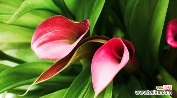 赏析马蹄莲花的美丽与含义 马蹄莲花之美——传递深情与纯洁的花语