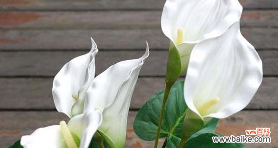 赏析马蹄莲花的美丽与含义 马蹄莲花之美——传递深情与纯洁的花语