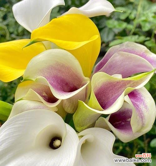 马蹄莲的美丽与意义 马蹄莲