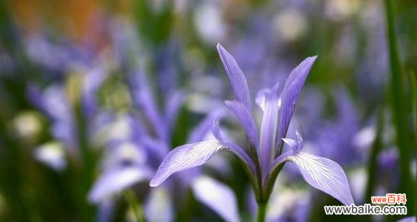 探寻马兰花的神秘之美 马兰花的花语与意义