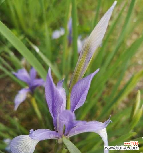 探寻马兰花的神秘之美 马兰花的花语与意义