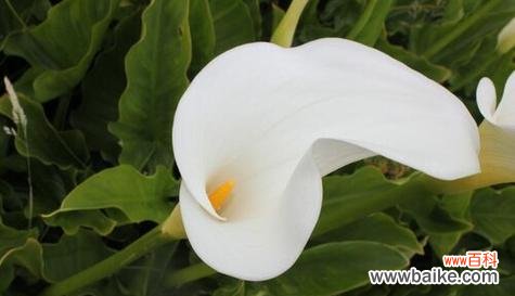 开花如意 以马蹄莲的寓意与象征