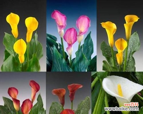 勇往直前 以马蹄莲花语与寓意——花开的勇气