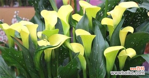 揭开马蹄莲的花语之谜 马蹄莲花语之美丽与祝福