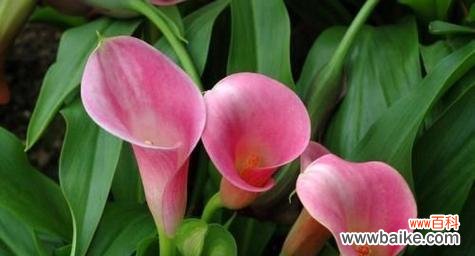 传递美丽与坚韧的象征 马蹄莲花语的深意