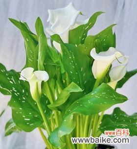 探索马蹄莲花的内涵 马蹄莲花的寓意与象征意义