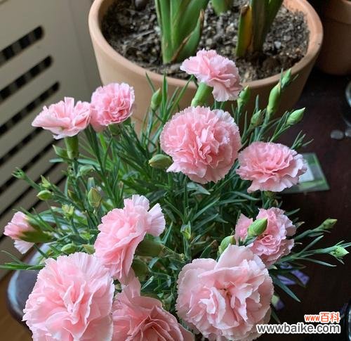 花开在心间 以玛格烈菊花语