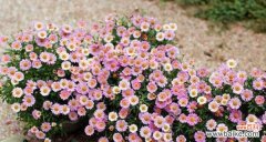 揭示玛格丽特花的象征意义 玛格丽特花的寓意与人生哲理