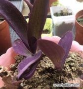 紫竹梅花语的深刻内涵和文化价值 紫竹梅花语寓意