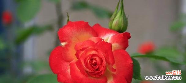 紫月季花语的意义与传承 紫月季花语,幸福的寓意