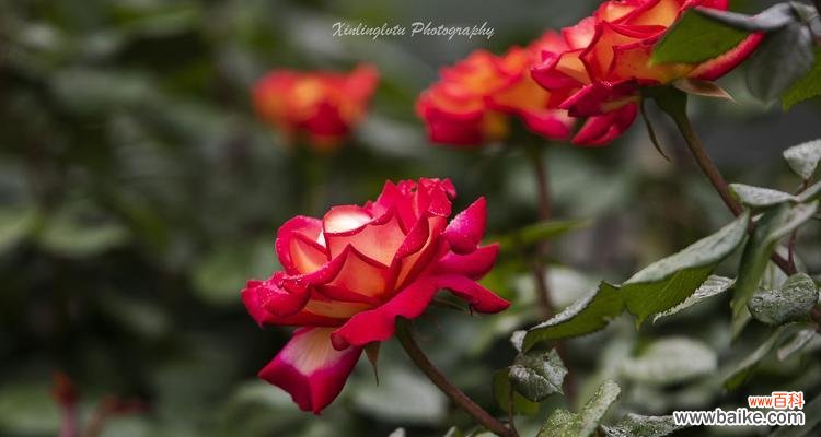 紫月季花语的意义与传承 紫月季花语,幸福的寓意