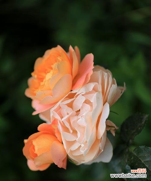 紫月季花语的意义与传承 紫月季花语,幸福的寓意