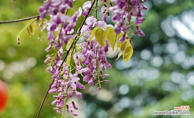以花语解读紫藤罗 紫藤罗花花语——寄托爱情的象征