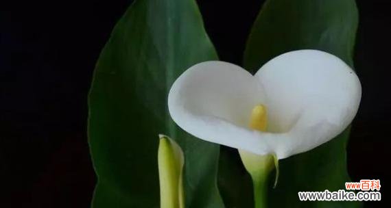 探寻以马蹄莲的花语与生命力 以马蹄莲的美丽与坚韧