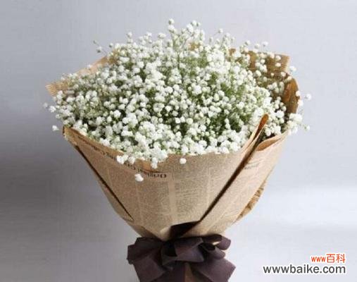 探索满天星的象征意义和养殖技巧 满天星的寓意与美丽