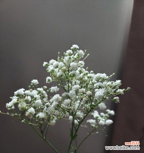 满天星代表的意义与寓意 满天星,那份纯真与美丽