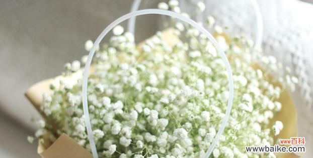 盛开在夜空的精灵之花 满天星花语的深意——寓意与象征