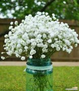 美丽满天星绽放的意义及文化解读 满天星的花语与寓意