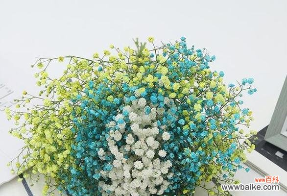 美丽满天星绽放的意义及文化解读 满天星的花语与寓意