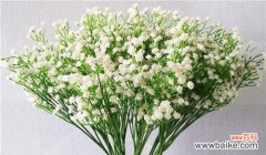 探索满天星花语与传达的情感 满天星的花语与寓意