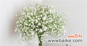 探寻满天星的神秘与美丽 满天星的花语和象征意义