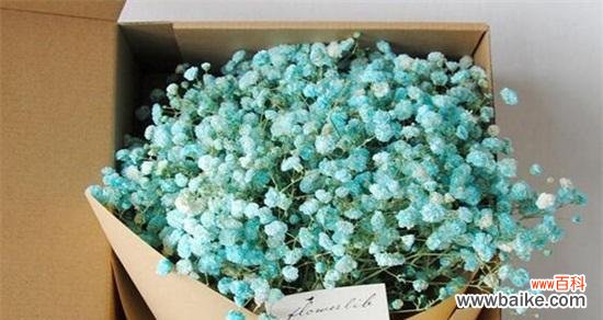 探寻满天星的神秘与美丽 满天星的花语和象征意义