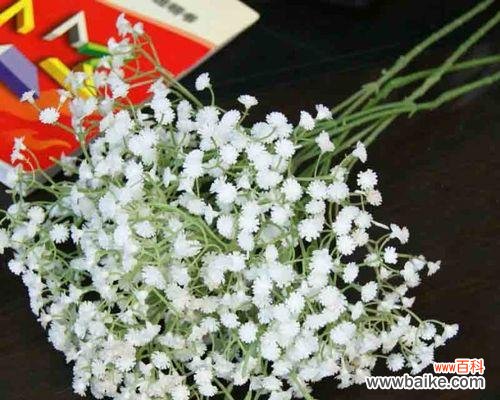 探寻满天星的美丽与意义 满天星的花语和象征