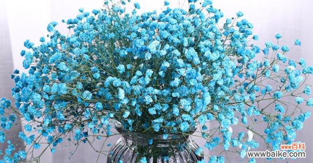 神秘而美丽的满天星花 满天星的花语寓意及传说