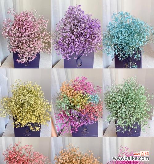 用花语解读满天星的颜色与象征 满天星的花语