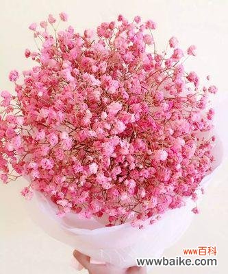 探秘满天星花的花语与传说 满天星花