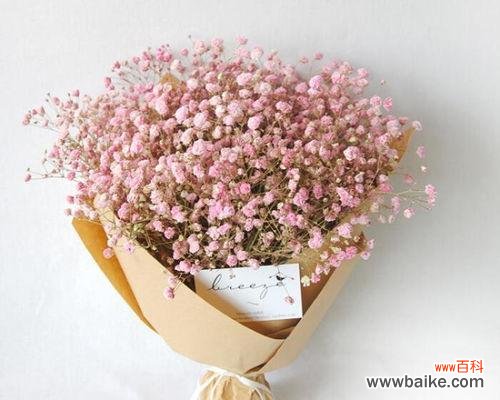 传递祝福与美好的花海 满天星花的寓意与象征