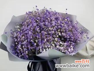 传递祝福与美好的花海 满天星花的寓意与象征