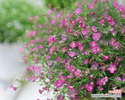 花海中绽放的星辰之意 满天星的寓意及象征意义解读