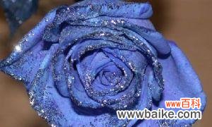 揭开蓝色妖姬的象征与传说之谜 探寻蓝色妖姬的神秘意义