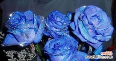 揭示蓝色妖姬玫瑰花的秘密 以蓝色妖姬玫瑰花的花语为主题的文章