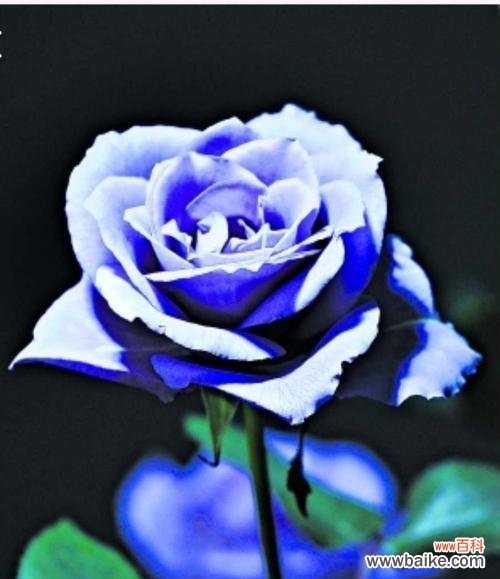 揭示蓝色妖姬玫瑰花的秘密 以蓝色妖姬玫瑰花的花语为主题的文章