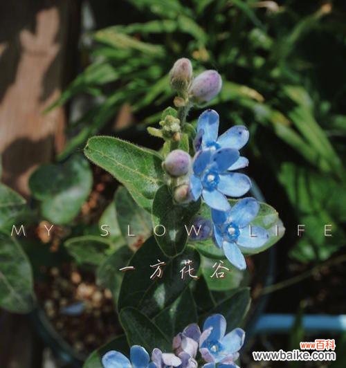 探秘蓝星花的象征意义及其美丽之处 蓝星花的花语与寓意