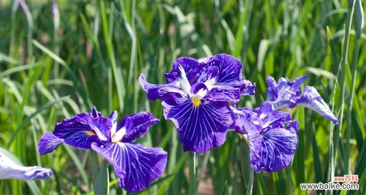 探寻蓝色鸢尾花的内涵与象征意义 蓝色鸢尾花的寓意与象征