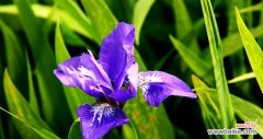 揭开蓝色鸢尾花的花语之谜 蓝色鸢尾花的花语