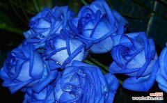 揭开蓝色妖姬的神秘面纱 蓝色妖姬