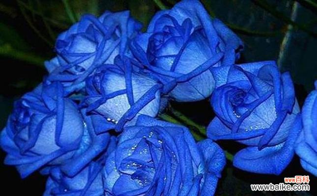 揭开蓝色妖姬的神秘面纱 蓝色妖姬